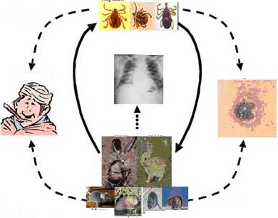 Các yếu tố trong dây chuyền lây nhiễm bệnh Tularemia.